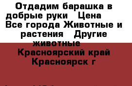 Отдадим барашка в добрые руки › Цена ­ 1 - Все города Животные и растения » Другие животные   . Красноярский край,Красноярск г.